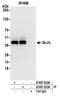 Glutamate-Ammonia Ligase antibody, A305-323A, Bethyl Labs, Immunoprecipitation image 