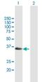 GTP Binding Protein Overexpressed In Skeletal Muscle antibody, H00002669-B01P, Novus Biologicals, Western Blot image 