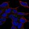 LYL1 antibody, NBP2-57910, Novus Biologicals, Immunocytochemistry image 