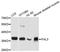 Four And A Half LIM Domains 3 antibody, A8679, ABclonal Technology, Western Blot image 