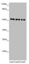 Peptidase, Mitochondrial Processing Beta Subunit antibody, LS-C676284, Lifespan Biosciences, Western Blot image 