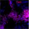 Paired Box 3 antibody, PA1-107, Invitrogen Antibodies, Immunofluorescence image 