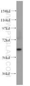Syntaxin Binding Protein 4 antibody, 14231-1-AP, Proteintech Group, Western Blot image 