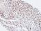 Karyopherin Subunit Alpha 4 antibody, GTX106325, GeneTex, Immunohistochemistry paraffin image 