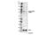 HNF1 Homeobox A antibody, 54542S, Cell Signaling Technology, Western Blot image 