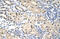 Ring Finger Protein 14 antibody, 28-872, ProSci, Enzyme Linked Immunosorbent Assay image 