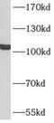 Atrophin 1 antibody, FNab00685, FineTest, Western Blot image 