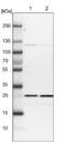 Calneuron 1 antibody, NBP1-87422, Novus Biologicals, Western Blot image 