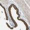 TBC1 domain family member 8 antibody, TA590741, Origene, Immunohistochemistry paraffin image 