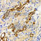 Piwi Like RNA-Mediated Gene Silencing 4 antibody, A3144, ABclonal Technology, Immunohistochemistry paraffin image 