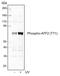 Activating Transcription Factor 2 antibody, MA5-27992, Invitrogen Antibodies, Western Blot image 