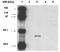 Cytochrome P450 Family 3 Subfamily A Member 7 antibody, orb109153, Biorbyt, Western Blot image 