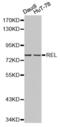REL Proto-Oncogene, NF-KB Subunit antibody, abx001095, Abbexa, Western Blot image 