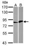 E74 Like ETS Transcription Factor 4 antibody, LS-C155220, Lifespan Biosciences, Western Blot image 