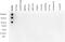 Histone Cluster 4 H4 antibody, CI1021, Boster Biological Technology, Dot Blot image 