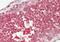 WD Repeat And FYVE Domain Containing 1 antibody, PA5-70319, Invitrogen Antibodies, Immunohistochemistry frozen image 