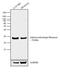 Proopiomelanocortin antibody, 710317, Invitrogen Antibodies, Western Blot image 