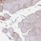 Cytochrome B5 Type A antibody, HPA058547, Atlas Antibodies, Immunohistochemistry frozen image 