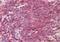 Synaptosome Associated Protein 23 antibody, NBP1-49855, Novus Biologicals, Immunohistochemistry paraffin image 