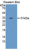 F-Box And WD Repeat Domain Containing 7 antibody, LS-C374955, Lifespan Biosciences, Western Blot image 