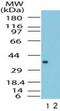 Formyl Peptide Receptor 1 antibody, PA1-41398, Invitrogen Antibodies, Western Blot image 