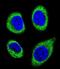 ATP/GTP-binding protein-like 5 antibody, abx026443, Abbexa, Immunofluorescence image 