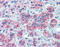 Diablo IAP-Binding Mitochondrial Protein antibody, 49-090, ProSci, Immunohistochemistry frozen image 