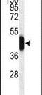 RGMC antibody, PA5-26704, Invitrogen Antibodies, Western Blot image 