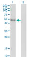 Neuronal Differentiation 2 antibody, LS-C197769, Lifespan Biosciences, Western Blot image 