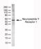 Neuropeptide Y Receptor Y1 antibody, PA1-85721, Invitrogen Antibodies, Western Blot image 