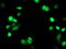 Peroxisome Proliferator Activated Receptor Alpha antibody, LS-C173297, Lifespan Biosciences, Immunofluorescence image 