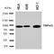 Transient Receptor Potential Cation Channel Subfamily V Member 3 antibody, orb97104, Biorbyt, Western Blot image 