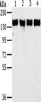 Protein Phosphatase 1 Regulatory Subunit 12A antibody, CSB-PA270132, Cusabio, Western Blot image 