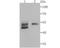 Biglycan antibody, NBP2-75419, Novus Biologicals, Western Blot image 