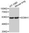 Polycomb protein SCMH1 antibody, MBS128144, MyBioSource, Western Blot image 