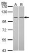 Tubulin Gamma Complex Associated Protein 2 antibody, LS-C185479, Lifespan Biosciences, Western Blot image 