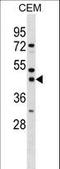 Single Stranded DNA Binding Protein 3 antibody, LS-C161514, Lifespan Biosciences, Western Blot image 