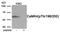 Calcium/Calmodulin Dependent Protein Kinase IV antibody, 80-030, ProSci, Western Blot image 