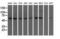 ADSL antibody, NBP2-03107, Novus Biologicals, Western Blot image 