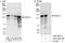 Histone Deacetylase 4 antibody, A303-468A, Bethyl Labs, Immunoprecipitation image 