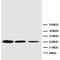 Thrombospondin 2 antibody, orb27626, Biorbyt, Western Blot image 