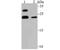 Microsomal Glutathione S-Transferase 3 antibody, NBP2-75573, Novus Biologicals, Western Blot image 