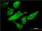 Eukaryotic Translation Initiation Factor 2 Subunit Alpha antibody, H00001965-M01, Novus Biologicals, Immunofluorescence image 