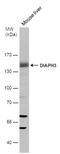 DRF3 antibody, PA5-78587, Invitrogen Antibodies, Western Blot image 