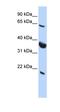 SRP Receptor Subunit Alpha antibody, orb324863, Biorbyt, Western Blot image 