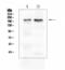 IQ Motif Containing GTPase Activating Protein 1 antibody, A01603, Boster Biological Technology, Western Blot image 