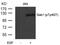 GRB2 Associated Binding Protein 1 antibody, 79-493, ProSci, Western Blot image 