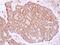 Myosin Heavy Chain 9 antibody, NBP1-31733, Novus Biologicals, Immunohistochemistry paraffin image 