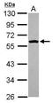 SLK antibody, GTX109428, GeneTex, Western Blot image 