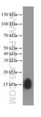 Interferon Induced Transmembrane Protein 1 antibody, 60074-1-Ig, Proteintech Group, Western Blot image 